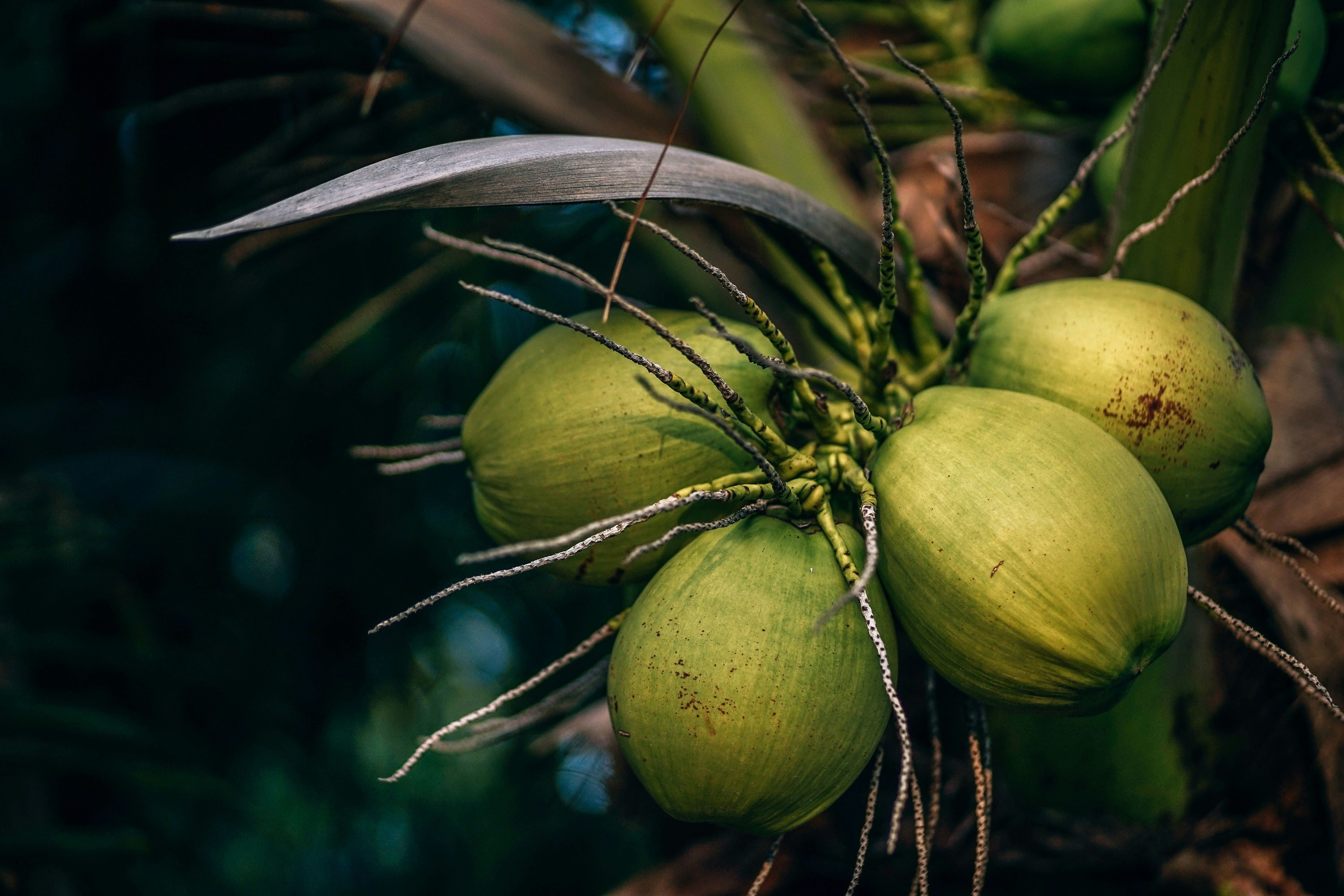 Coconut quality