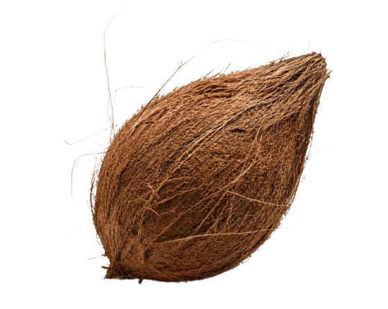 Fresh Coconut