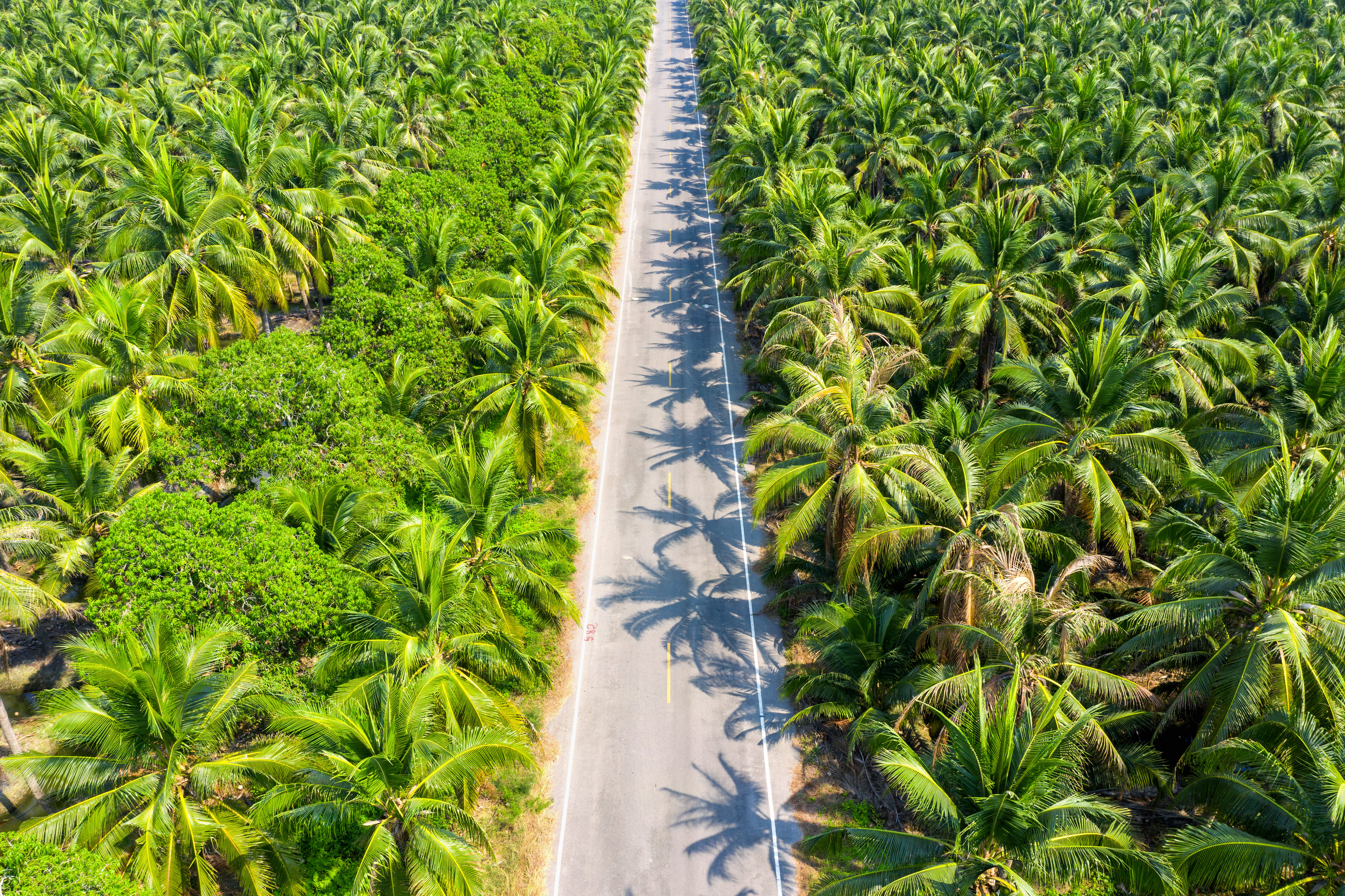 Fresh quality coconuts from Tamil Nadu