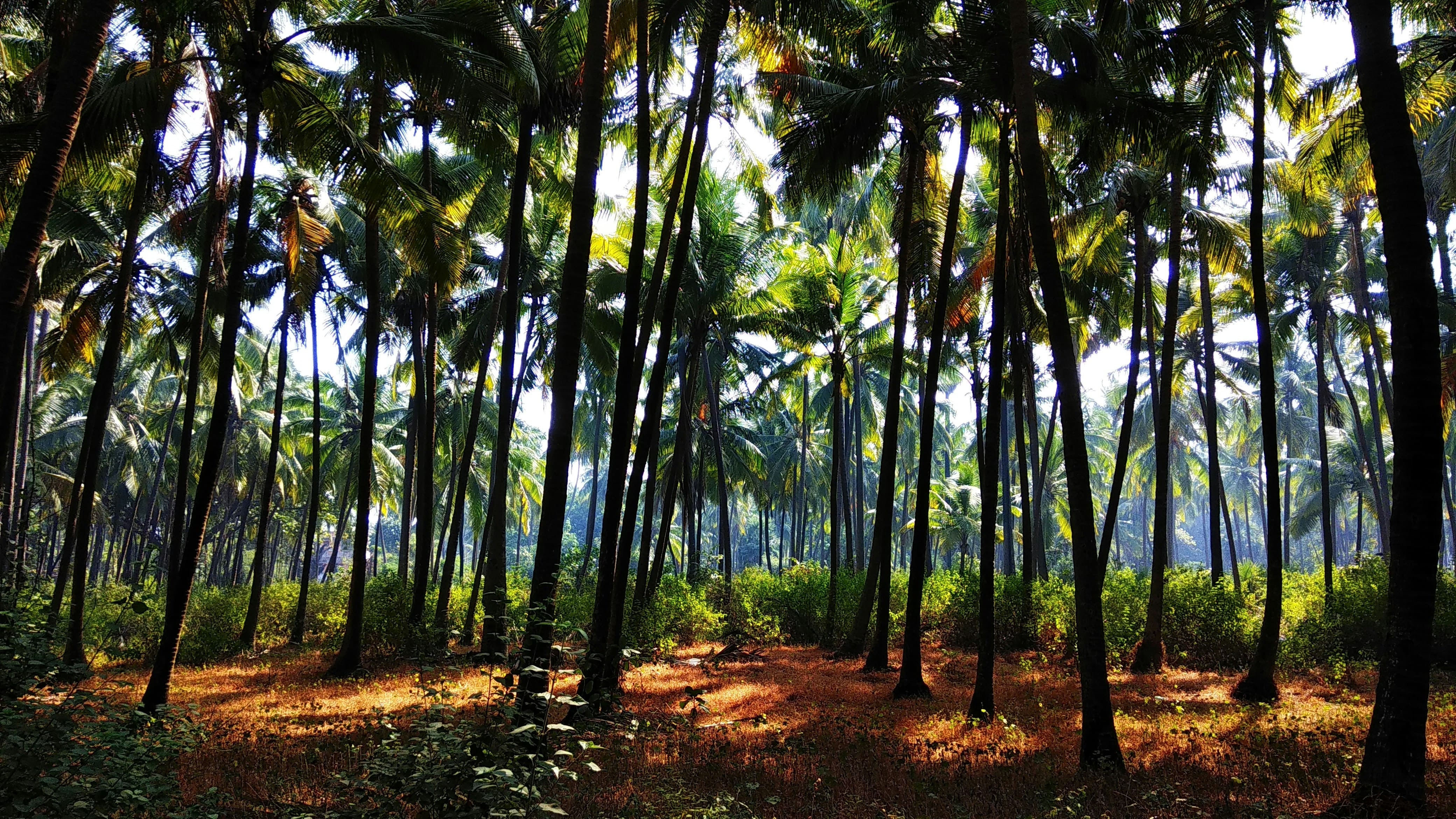 Why Choose SS Coconuts