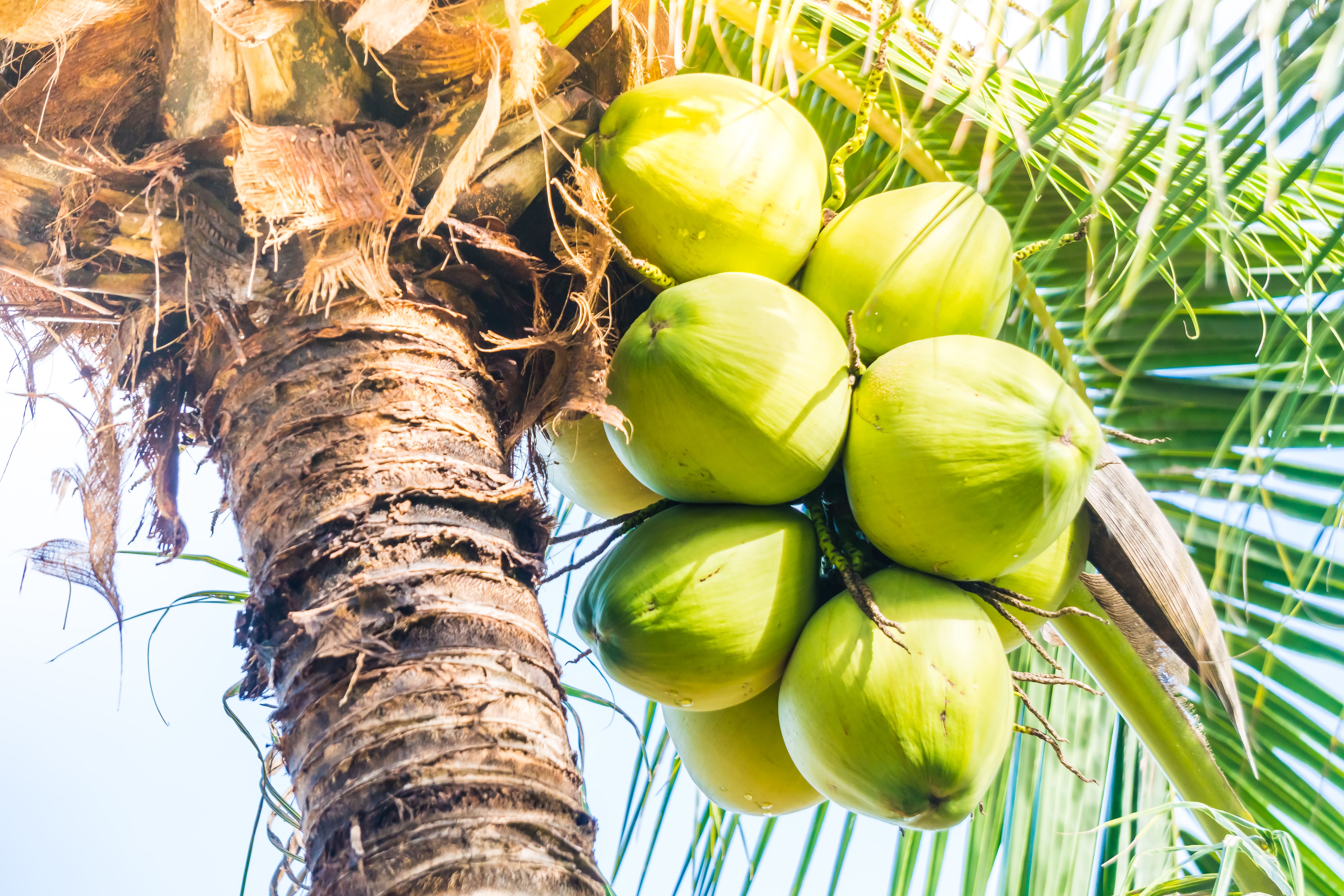 Pollachi Coconut